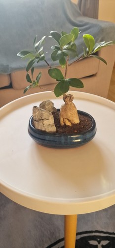 Ficus ginseng live indoor - ficus,