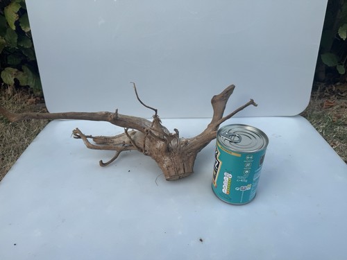 Bogwood spider wood corbo - wood,