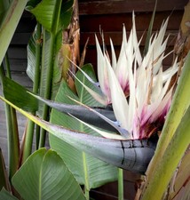 Strelitzia Nicolai  The Giant