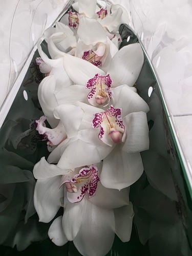Farm fresh orchid cymbidium - farm,