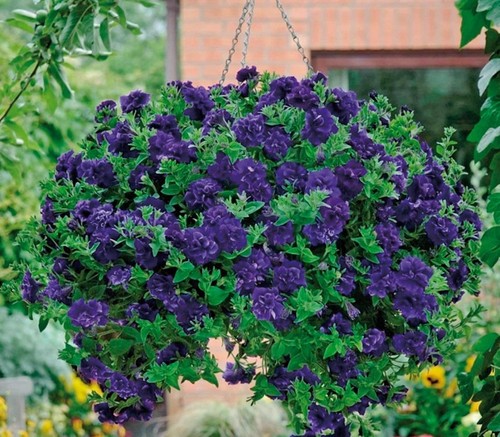 Petunia trailing tumbelina - trailing,
