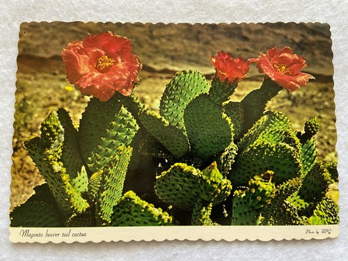 Magenta beaver tail cactus - beaver,