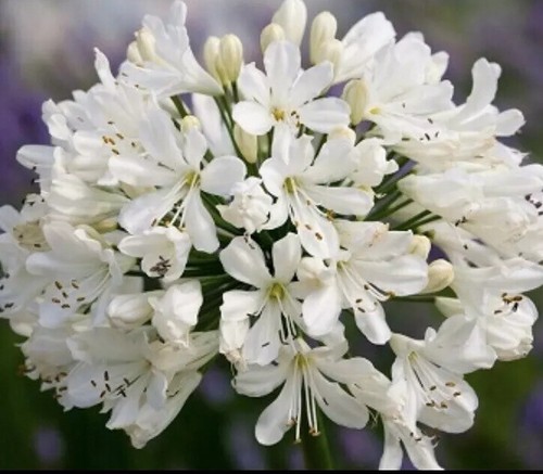 White agapanthus snow - white, ‘snow