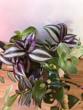 5x UNROOTED Tradescantia Cuttings House Plant, 5xDifferent Variety