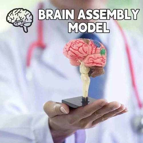 Color coded brain model - coded,