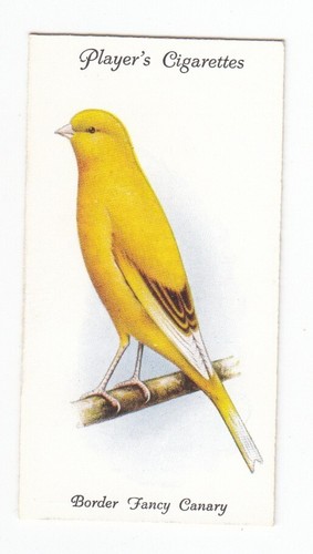 Border fancy canary vintage - fancy,