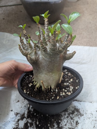 Adenium arabicum red - arabicum,