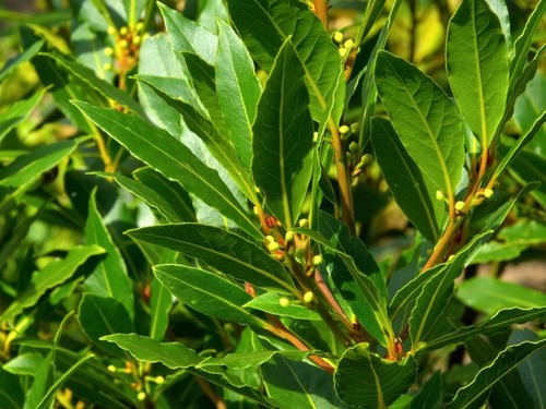 Laurus nobilis bay tree - laurus, /