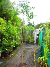 9ft-10ft inc. pot Dwarf Mountain Gum Tree Eucalyptus gunni silveriana