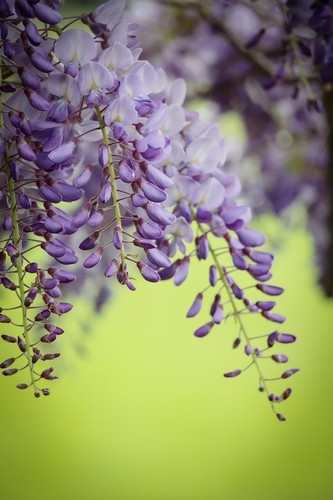 Wisteria floribunda tiverton - wisteria,