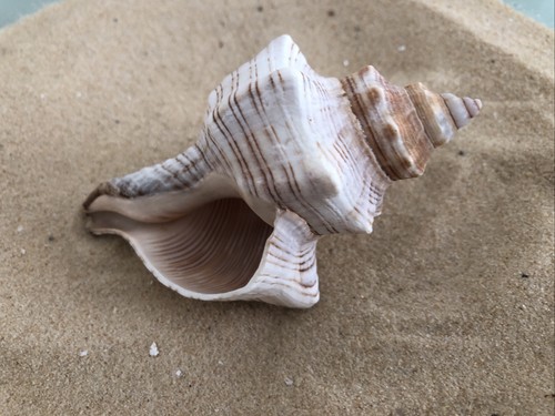 Fox head snail sea shell - head,
