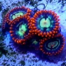 WYSIWYG 4 Polyps Glowpops Zoas coral frag - See description corals frags