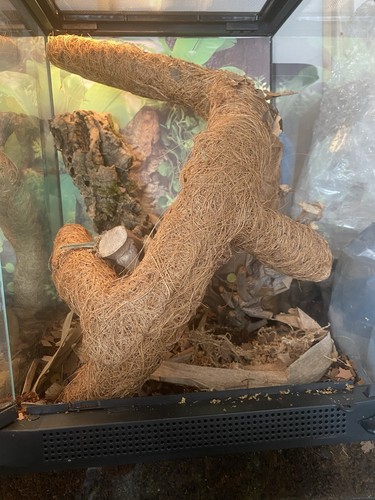 Golden gecko enclosure reptile - enclosure,