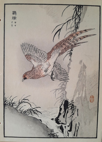 Bairei pheasant japanese - bairei,