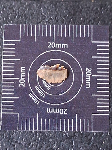 Notorynchus serratissimus cow - serratissimus,
