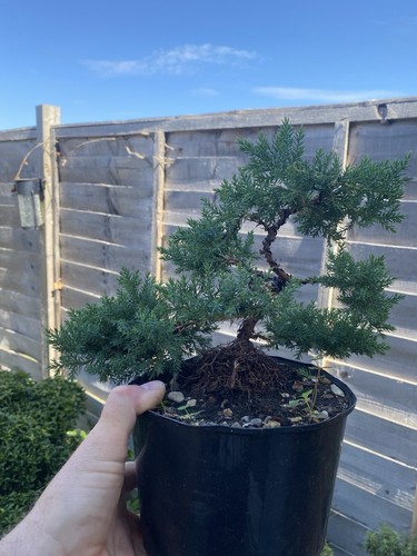 Juniper bonsai tree - juniper,