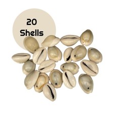Cowrie shells,  Drilled Craft