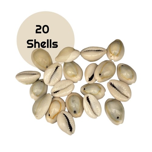 Cowrie shells drilled craft - cowrie, shells,