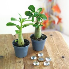 Rare Adenium Obesum Desert
