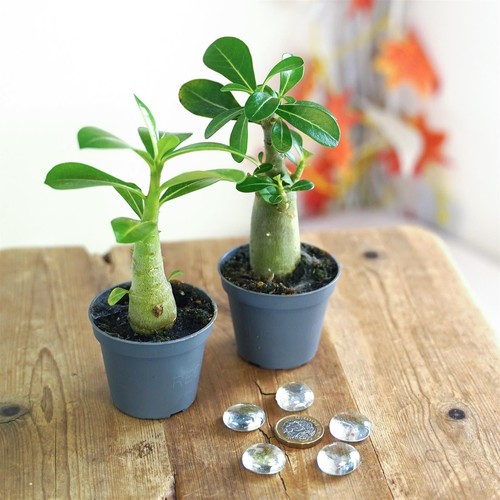 Rare adenium obesum desert - obesum,