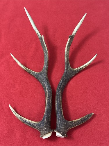 Pair sika deer antlers - pair, of
