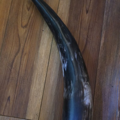 Curved animal horn shofar - 21",
