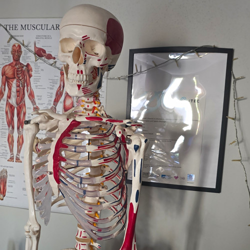 Human skeleton anatomical - skeleton,