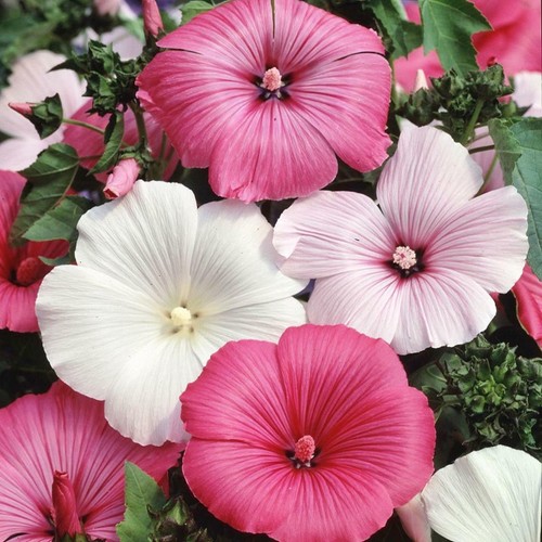 Lavatera trimestris seeds - lavatera,