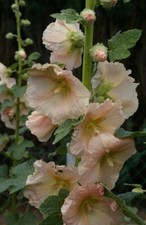 Peach Hollyhocks Alcea Seeds