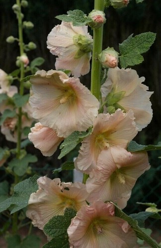 Peach hollyhocks alcea - peach,