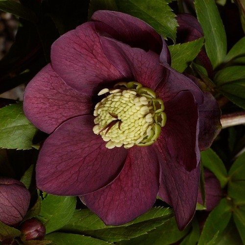 Helleborus hellebore - helleborus,