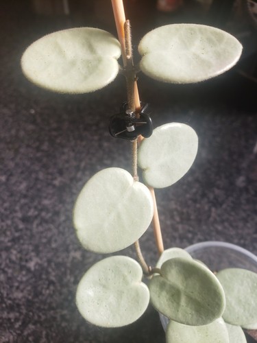 Hoya mathilde grey fairy - grey,