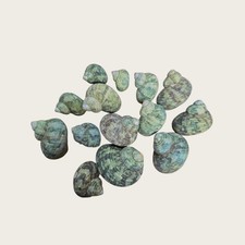 Turbo small Shells Green  |