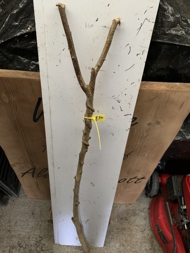 Seasoned hazel twisty - hazel, twistie