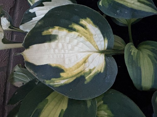 Hosta georgia sweetheart - hosta, sweetheart-