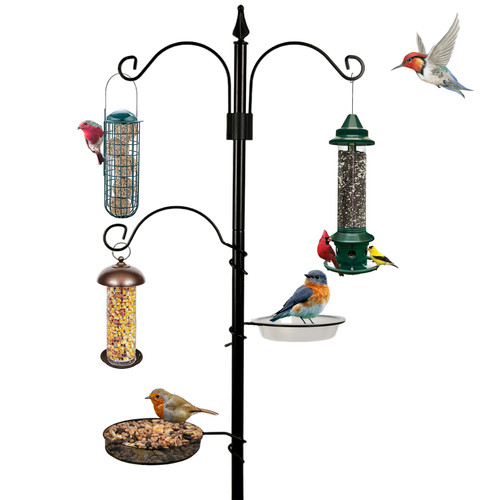 New traditional bird - new,