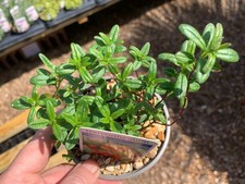 Helianthemum 'Ben Heckla', in