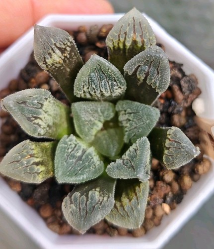 Haworthia dancing ice - ice,