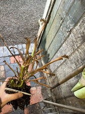 Sarracenia SxM54 CA moorei