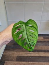 Monstera adansonii Cutting x1 Swiss Cheese/Monkey mask plant House Plant cutting