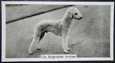 BEDLINGTON TERRIER  Show