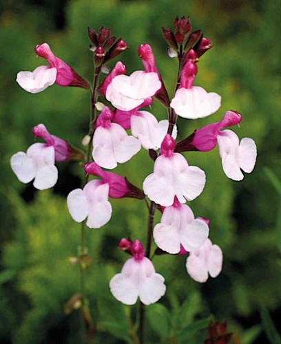 Salvia joy hardy sage - ,
