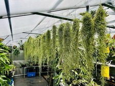 Spanish moss 60cm with - moss,