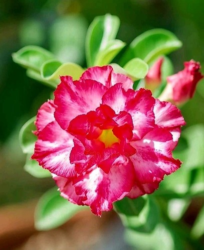 Adenium obesum tangma desert - obesum,