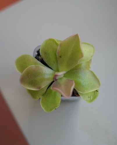 Pinguicula sethos - pinguicula, ‘sethos’