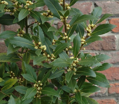 Laurus nobilis bay tree - nobilis,