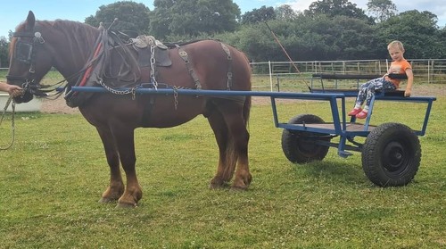 Large exercise horse cart - large,