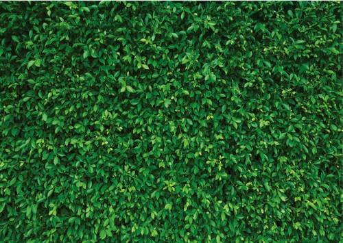 Green leaves vinyl photo - vinyl,