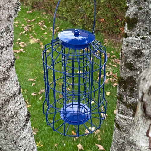 Hanging squirrel proof suet - squirrel,