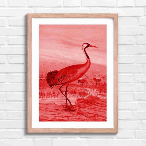 Elegant red crowned crane - elegant,